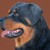 pat71art :iconpat71art:
