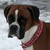 PatienceBoxers :iconpatienceboxers: