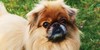 Pekingese-Pups's avatar