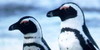 Penguins-Are-Awesome's avatar