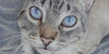 Pet-Portraiture's avatar