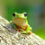 PhilosophyFrog :iconphilosophyfrog: