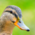 PhotoChap :iconphotochap: