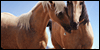 picturesque-equine's avatar