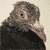 Pigeon-Parker :iconpigeon-parker:
