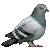 :iconpigeon2plz: