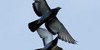 pigeonlovers's avatar