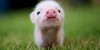 Piggies-Club's avatar