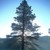 Pinetree914 :iconpinetree914: