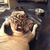 Pinkfloydpug :iconpinkfloydpug: