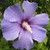 piscesrising12 :iconpiscesrising12:
