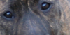 :iconpit-bull-support: