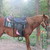 :iconponytalover: