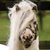PonyTheHorsey :iconponythehorsey: