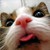Pounncer :iconpounncer: