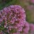 Precision-Fox :iconprecision-fox: