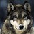 :iconprimacywolf: