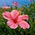 PrincessAloha :iconprincessaloha: