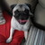 Pugmoon152 :iconpugmoon152:
