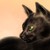 PunctumSaliens :iconpunctumsaliens: