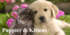 Puppies-and-Kittens's avatar