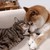 pussnbootlp :iconpussnbootlp: