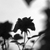 QCK-Archangel :iconqck-archangel: