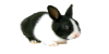 RabbitAdoptables's avatar
