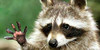 Raccoon-World's avatar