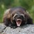 RaisedByWolverines :iconraisedbywolverines: