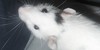 Ratty-Asylum's avatar
