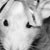 DeviantArt profile picture for @ratty on DeviantArt