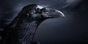 Ravens-Loft's avatar