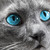 Ravenwish224 :iconravenwish224: