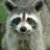 Ravesoth :iconravesoth: