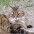 Raya-Raindra99 :iconraya-raindra99: