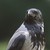 ReaderOEllenW :iconreaderoellenw: