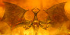 Red-Dragon-Legion's avatar