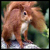:iconred-squirrel: