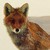 :iconred-tailed-fox: