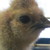 RedHeadedPotter :iconredheadedpotter: