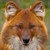 redvis :iconredvis: