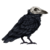 Renvelix :iconrenvelix: