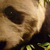 resetsurvivor :iconresetsurvivor: