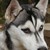 rexifelis :iconrexifelis: