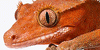 :iconrhacodactylus-geckos: