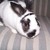 :iconribbonthepanda: