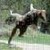 Ringcaat :iconringcaat: