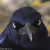 RipleyReeds :iconripleyreeds: