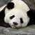 RisuPanda :iconrisupanda: